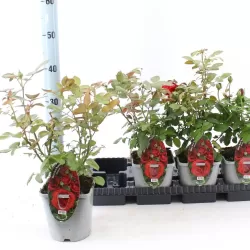 Rožė - Rosa RED ROMANZA ®