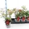 Rosa RED ROMANZA