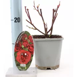 Rožė - Rosa RED ROMANZA ®