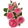 Rožė - Rosa PINK ROMANZA ®