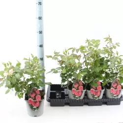 Rožė - Rosa PINK ROMANZA ®