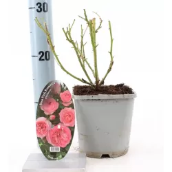 Rožė - Rosa PINK ROMANZA ®