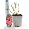 Rožė - Rosa PINK ROMANZA ®