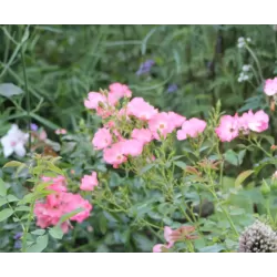 Rožių sodinukai internetu - Kew Gardens (Ausfence)