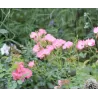 Rožių sodinukai internetu - Kew Gardens (Ausfence)