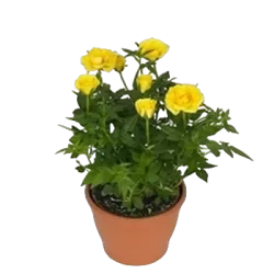 Rožė - Rosa DOLLY DOT  ®