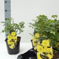 Rožė - Rosa DOLLY DOT  ®