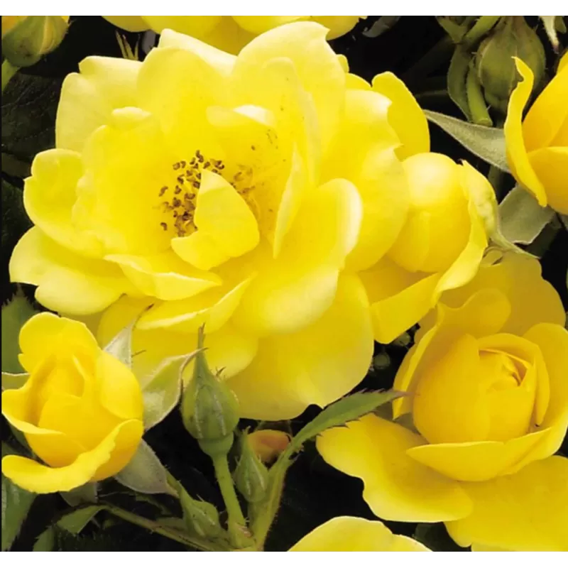 Rožė - Rosa DOLLY DOT  ®