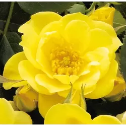 Rožė - Rosa DOLLY DOT  ®