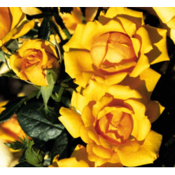 Rožė - Rosa AMBER NECTAR ®