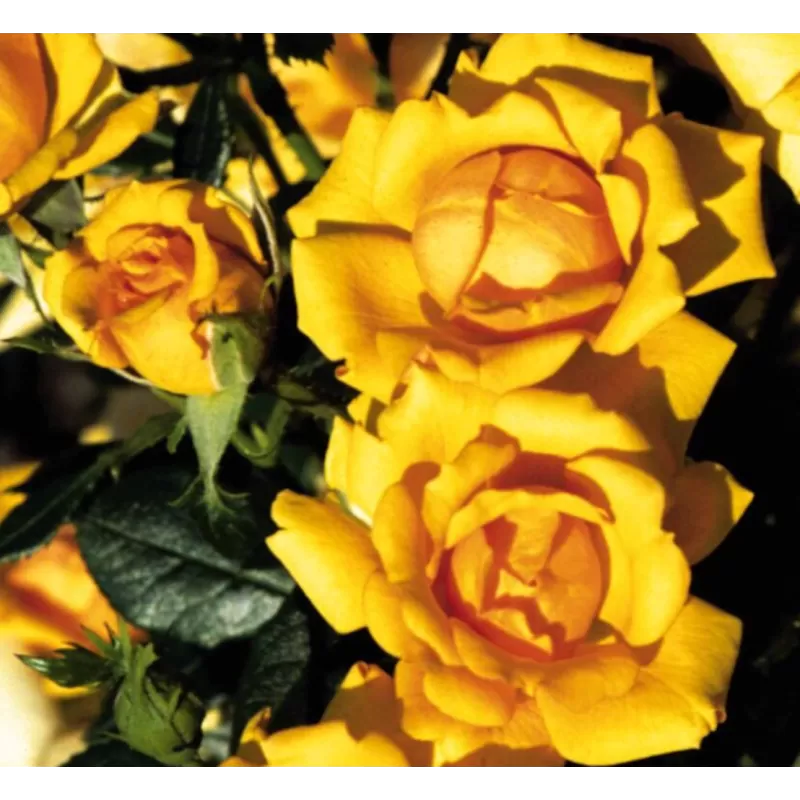 Rožė - Rosa AMBER NECTAR ®