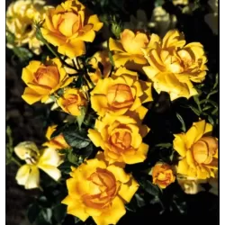 Rožių krūmai internetu su pristatymu į namus