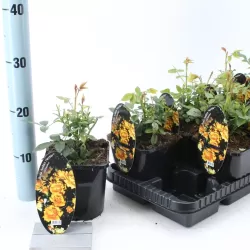 Rožių krūmai internetu su pristatymu į namus