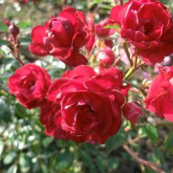Rožė - Rosa FAIRY KING