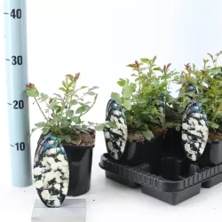 Rožė - Rosa CRYSTAL FAIRY