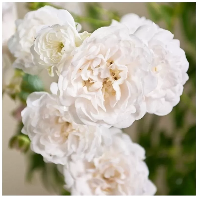 Rožė - Rosa CRYSTAL FAIRY