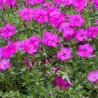 Phlox subulata RED ADMIRAL
