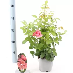 Rožė - Rosa LOVELY ROMANZA