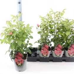 Rožė - Rosa LOVELY ROMANZA