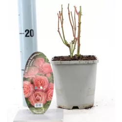 Rožė - Rosa LOVELY ROMANZA