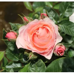 Rožė - Rosa LOVELY ROMANZA