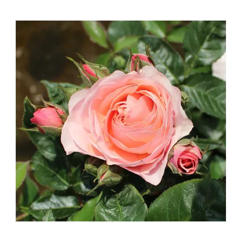 Rožė - Rosa LOVELY ROMANZA