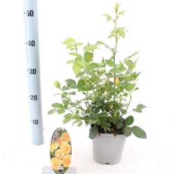 Rožių krūmai internetu su pristatymu į namus