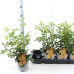 Rožių krūmai internetu su pristatymu į namus