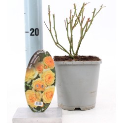 Rožių krūmai internetu su pristatymu į namus