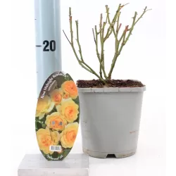 Rožė - Rosa MIDNIGHT ROMANZA