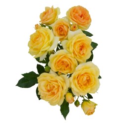 Rožių krūmai internetu su pristatymu į namus