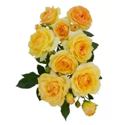 Rožė - Rosa MIDNIGHT ROMANZA