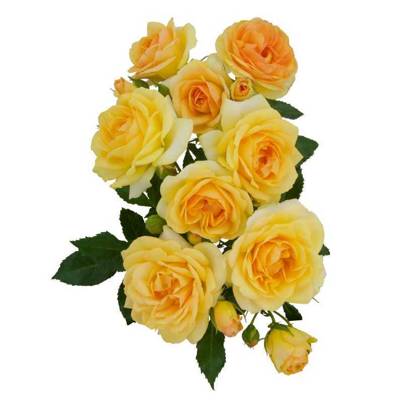 Rožių krūmai internetu su pristatymu į namus