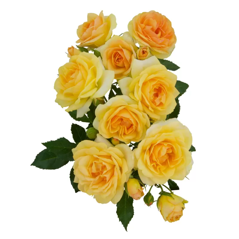 Rožė - Rosa MIDNIGHT ROMANZA