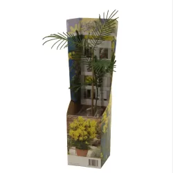 Akacija (mimoza) - Acacia dealbata