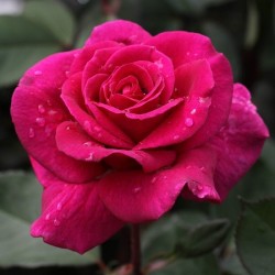 Rožė - Rosa BLACKBERRY NIP ®