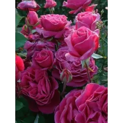 Užsisakyk augalus pavasariui jau dabar