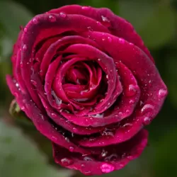 Rožė - Rosa BLACKBERRY NIP ®