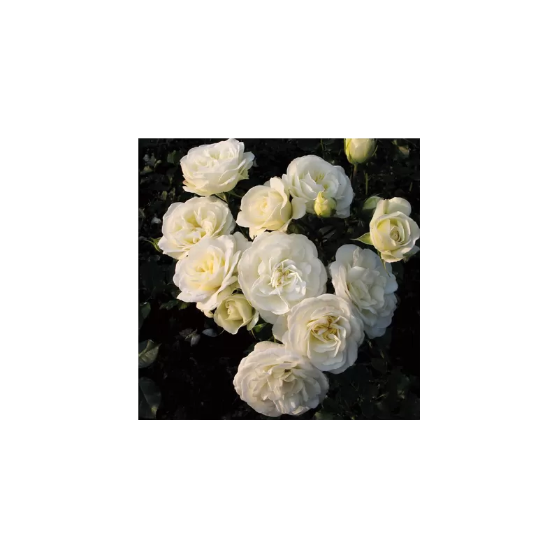 Rožė - Rosa THE WEDDING ROSE Rožė - Rosa THE WEDDING ROSE