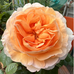 Rožė - Rosa FLORIANA ®