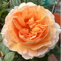 Rožė - Rosa FLORIANA ®