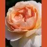 Rožė - Rosa FLORIANA ®