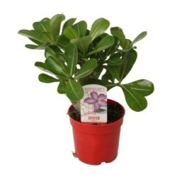 Tinūtras (dykumos rožė) - Adenium obesum PICOTEE