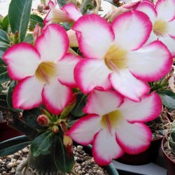 Tinūtras (dykumos rožė) - Adenium obesum PICOTEE