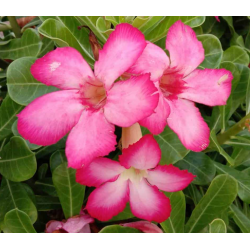 Tinūtras (dykumos rožė) - Adenium obesum PINK