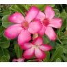 Tinūtras (dykumos rožė) - Adenium obesum PINK
