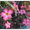 Tinūtras (dykumos rožė) - Adenium obesum PINK