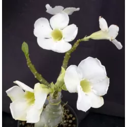 Dykumos rožės Anouk su pristatymu į namus