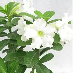 Dykumos rožės Anouk su pristatymu į namus