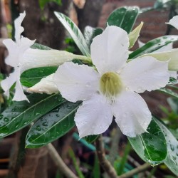 Tinūtras (dykumos rožė) - Adenium obesum WHITE